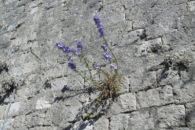 dubrovnik Hırvatistan alan dağ görünümünde