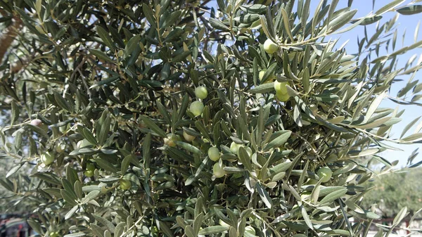 Kleurrijke planten uit Kroatië in de herfst — Stockfoto