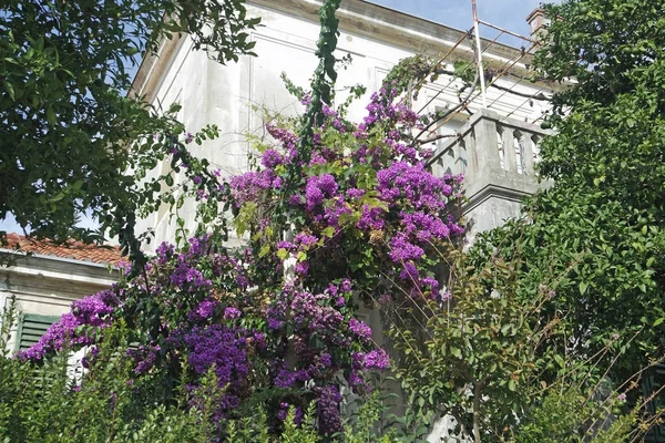 Plantes colorées de croatie en automne — Photo