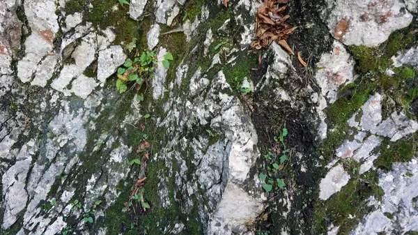 Paisagem incrível nos lagos plitvice na croácia — Fotografia de Stock