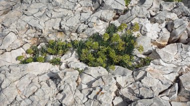 küçük liman palmizana hvar Adası
