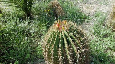 Hırvatistan renkli bitkilerden Güz