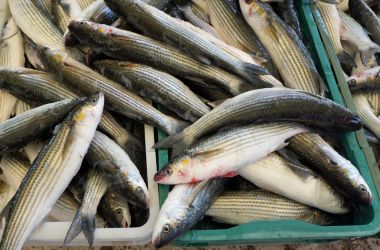 taze balık Balık pazarı Split