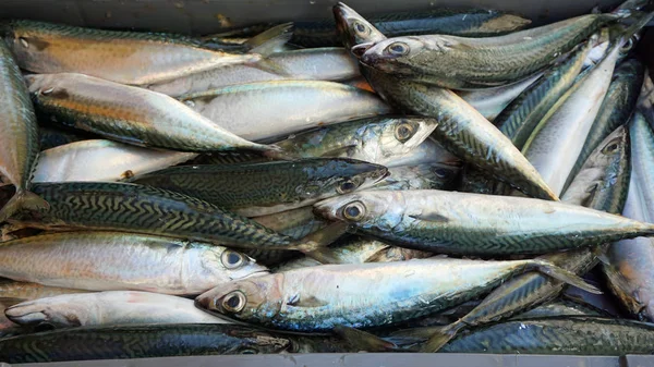 Frischer Fisch vom Fischmarkt in Teilung — Stockfoto
