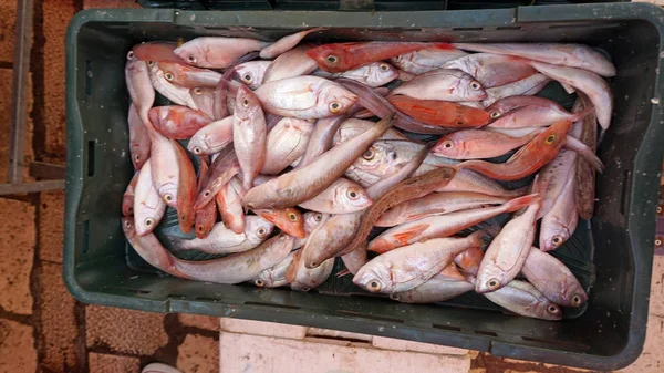 Frischer Fisch vom Fischmarkt in Teilung — Stockfoto