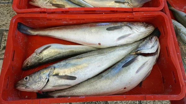 Frischer Fisch vom Fischmarkt in Teilung — Stockfoto