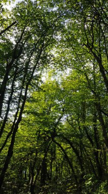 plitvice gölleri, Hırvatistan, muhteşem manzara