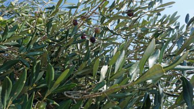 Hırvatistan renkli bitkilerden Güz