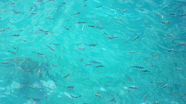 Sualtı balık sürüsü