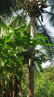 bir Hindistan cevizi kırpma