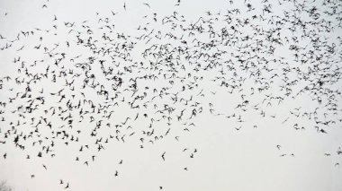 yarasalar mağaradan uçan