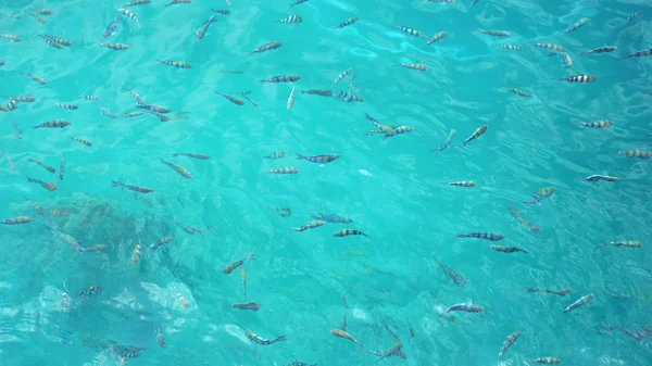 Underwater fish swarm — Stock Photo, Image