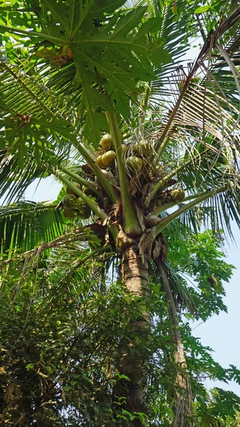 Обрезка кокосового ореха — стоковое фото