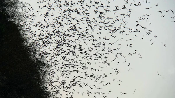 Morcegos voando para fora da caverna — Fotografia de Stock