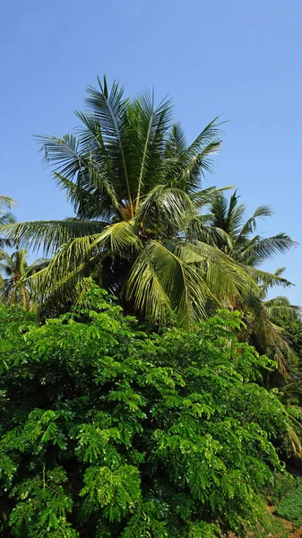 Tonle sap, tarım arazileri — Stok fotoğraf