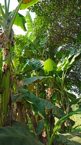 Cultivar un coco — Foto de Stock