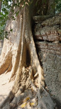 ankor wat Tapınağı karmaşık