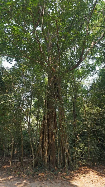 Ankor Wat complejo de templos —  Fotos de Stock