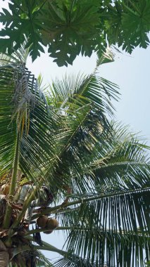 bir Hindistan cevizi kırpma