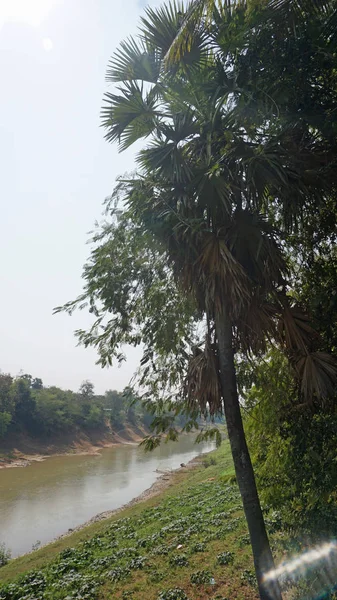 Tonle の樹液で農地 — ストック写真