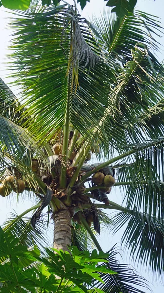 Cultivar un coco — Foto de Stock