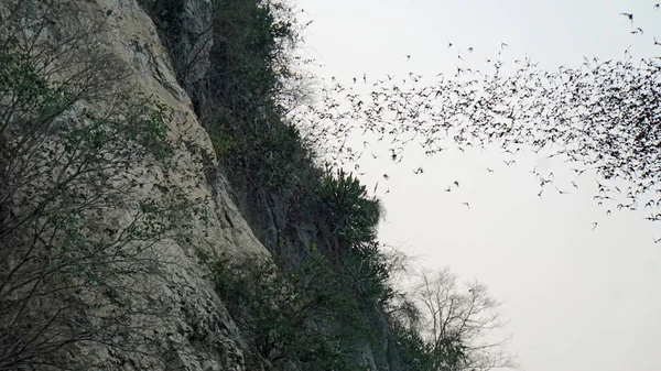 Morcegos voando para fora da caverna — Fotografia de Stock