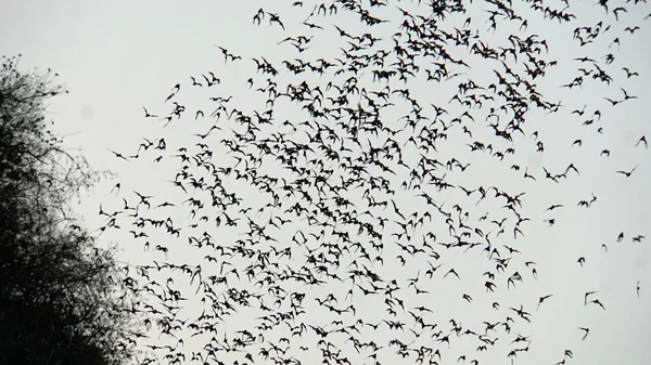 Murciélagos que vuelan fuera de cueva — Foto de Stock