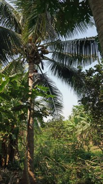 bir Hindistan cevizi kırpma