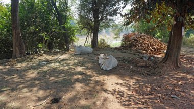 araund: battambang Köyü