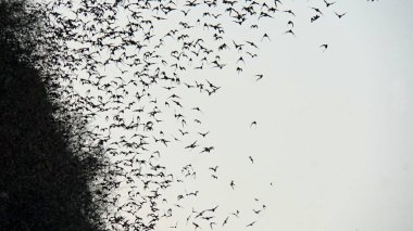 yarasalar mağaradan uçan