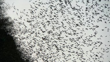 yarasalar mağaradan uçan