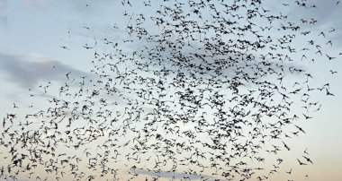 yarasalar mağaradan uçan