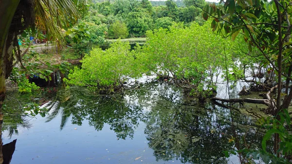 열 대 녹색 연못 — 스톡 사진