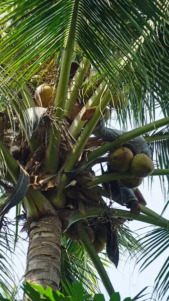 Cultivar un coco — Foto de Stock