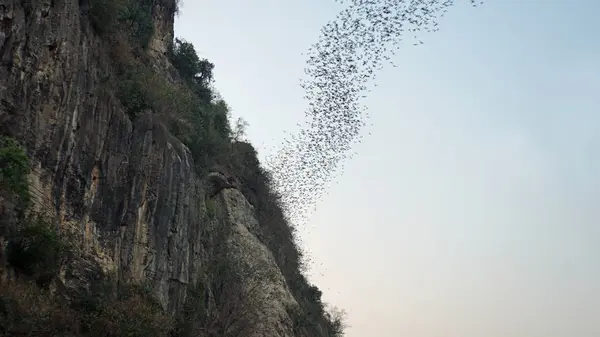 Murciélagos que vuelan fuera de cueva — Foto de Stock