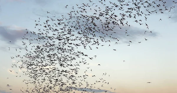 Bats flying out of cave — Stock Photo, Image