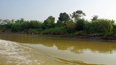 vahşi tonle sap