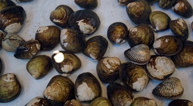 taze deniz ürünleri