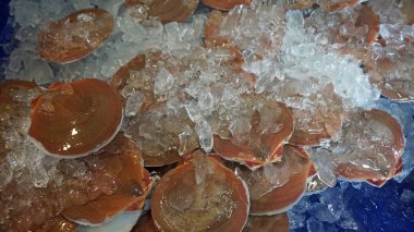 taze deniz ürünleri