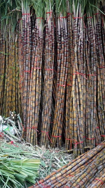 Palitos de bambu frescos — Fotografia de Stock