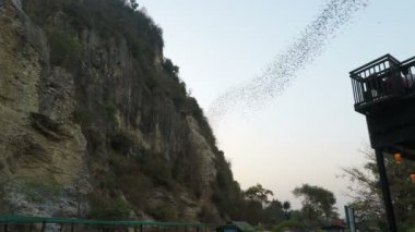 Yaklaşık Şubat 2018 -: Battambang, Cambodia: onların mağaradan erken öğleden sonra uçan yarasalar