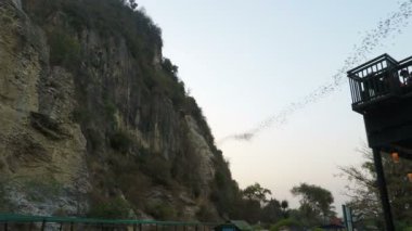 Yaklaşık Şubat 2018 -: Battambang, Cambodia: onların mağaradan erken öğleden sonra uçan yarasalar