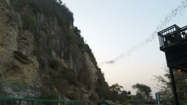 Battambang Camboya Circa Febrero 2018 Murciélagos Que Vuelan Fuera Cueva — Vídeos de Stock