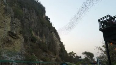 Yaklaşık Şubat 2018 -: Battambang, Cambodia: onların mağaradan erken öğleden sonra uçan yarasalar