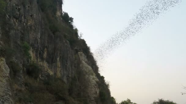 柬埔寨的马德望 2018年2月 蝙蝠在午后飞出洞穴 — 图库视频影像