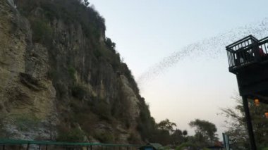Yaklaşık Şubat 2018 -: Battambang, Cambodia: onların mağaradan erken öğleden sonra uçan yarasalar