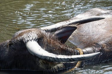 Çamurlu bir su birikintisinde yaşlı bir bufalo.
