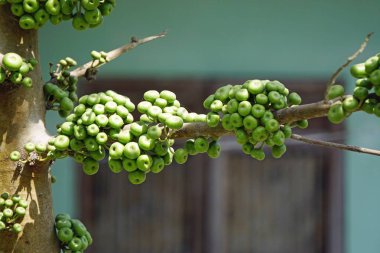 Vietnam 'daki Bach ma Milli Parkı' nda manzara