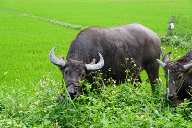 Vietnam 'da bir çayırda genç bir bufalo.