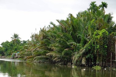 Vietnam 'da Mekong deltası yakınlarındaki tarımsal kırsal alan.